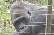Visit the Ebogo site and Méfou Park from Yaoundé