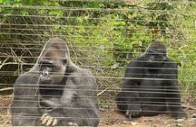 Visit the Ebogo site and Méfou Park from Yaoundé