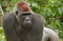 Visit the Ebogo site and Méfou Park from Yaoundé