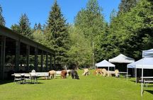 Alpaca Picnic - Immersive Animal Encounter - Seattle Experience