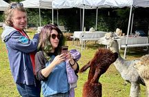 Alpaca Picnic - Immersive Animal Encounter - Seattle Experience
