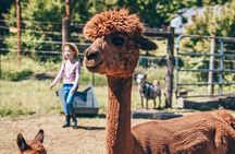 Alpaca Picnic - Immersive Animal Encounter - Seattle Experience