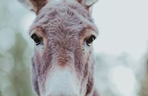 Alpaca Picnic - Immersive Animal Encounter - Seattle Experience