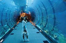 Dubai Aquarium Underwater Zoo Penguin Cove Ticket with options