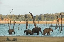 Minneriya Or Kaudulla Safari from Sigiriya