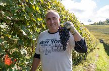 Barolo Tasting and Vineyard Tour and Winery Visit 