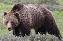 Yellowstone Full Day Tours 