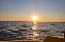 Dolphin and Sunset tour aboard the Hydro Rocket