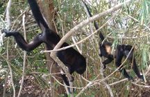 Guided Monkey Island Tour and the Sloth Sanctuary Visit