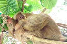 Guided Monkey Island Tour and the Sloth Sanctuary Visit
