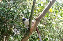 Guided Monkey Island Tour and the Sloth Sanctuary Visit