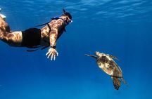 Turtle Canyon Snorkel from Waikiki: Turtles Guaranteed