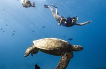 Waikiki Turtle Canyon Snorkel: Turtles Guaranteed