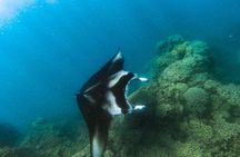 An Immersed Day in Bora Bora with O-sea