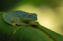 La Fortuna Rainforest Guided Night Tour