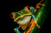 La Fortuna Rainforest Guided Night Tour