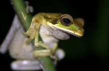 La Fortuna Rainforest Guided Night Tour