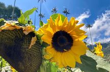Private Full Day Tour in Cocora Valley and Coffee Farm