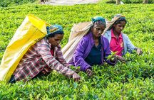 Customized 11-Day Flexible Sri Lanka Tour with Private Car