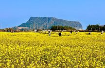 Small Group Tour for Jeju Autumn Snoopy Garden and Tangerine Cafe