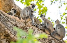 Private Tour from Ella to Tangalle with Udawalawe Safari