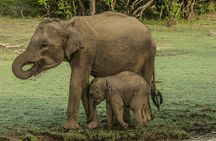 Private Tour from Ella to Tangalle with Udawalawe Safari