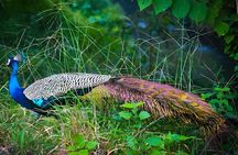 Private Tour from Ella to Tangalle with Udawalawe Safari