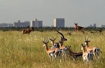  Nairobi National Park Safari Group Tour Experience