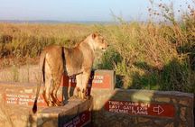  Nairobi National Park Safari Group Tour Experience