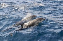 Dolphin spotting in the Gulf of Olbia