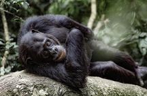 2 Days 1 Night Nyungwe Chimpanzees, Canopy, King Palace &Tea tour