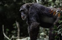 2 Days 1 Night Nyungwe Chimpanzees, Canopy, King Palace &Tea tour