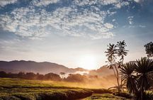 2 Days 1 Night Nyungwe Chimpanzees, Canopy, King Palace &Tea tour