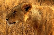 Full Day Kruger Safari 