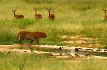 Full Day Kruger Safari 