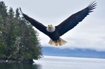 Ketchikan Ultimate Whale Watching, Wildlife, & Wilderness Dining