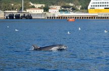 Dolphin spotting in the Gulf of Olbia