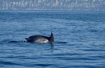 Dolphin spotting in the Gulf of Olbia