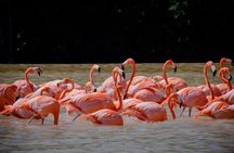 Celestun Flamingos Beach & Seafood Tour departure from Merida