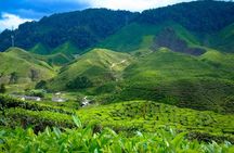Cameron Highlands Full Day Join in Tour