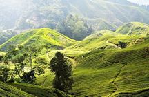 Cameron Highlands Full Day Join in Tour