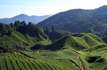 Cameron Highlands Full Day Join in Tour