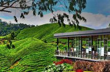 Cameron Highlands Full Day Join in Tour