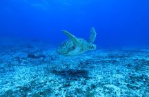 Private Diving Experience in Praia João Fernandinho