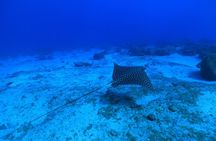 Private Diving Experience in Praia João Fernandinho