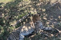 Somerset West Cheetah Outreach Museum Ticket Tour
