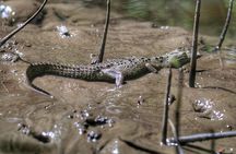 Nature Adventure in the Mangroves of Barra de Santiago