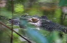 Nature Adventure in the Mangroves of Barra de Santiago
