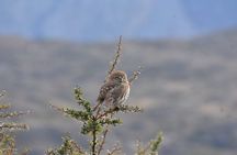  Torres del Paine Winter / Fauna sighting at your leisure