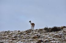 Private wildlife sighting at your leisure